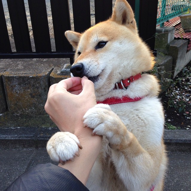 维也纳雪夜横扫斗牛士，萨内灵魂附体的奥地利奇迹