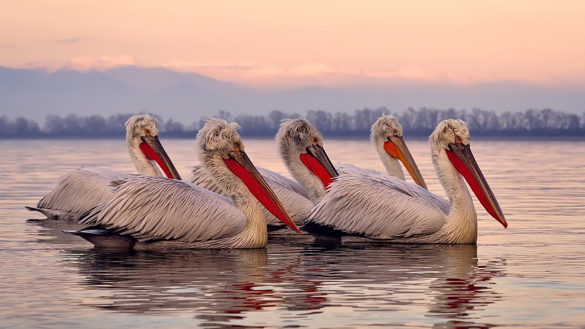 没有林高远的战场，韩国队为何仍能轻取奥地利队？
