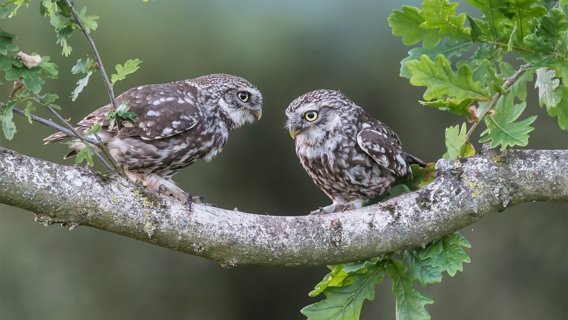 强点撕裂防线，团队终结悬念，西亚卡姆爆发引领魔术终结太阳连胜势头