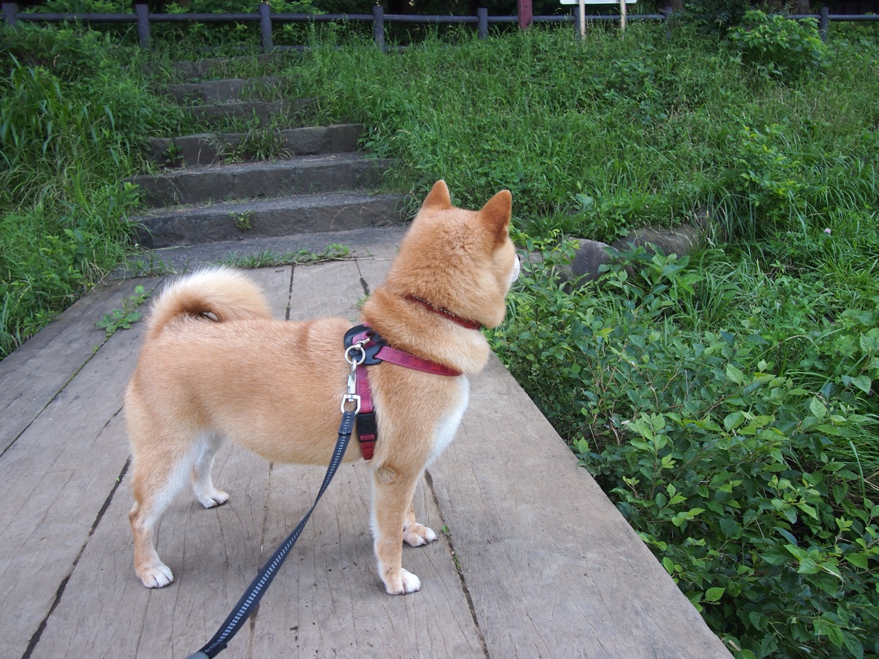 三倍音速，哈登如何彻底打爆防线，爵士与鹈鹕的终极缠绕