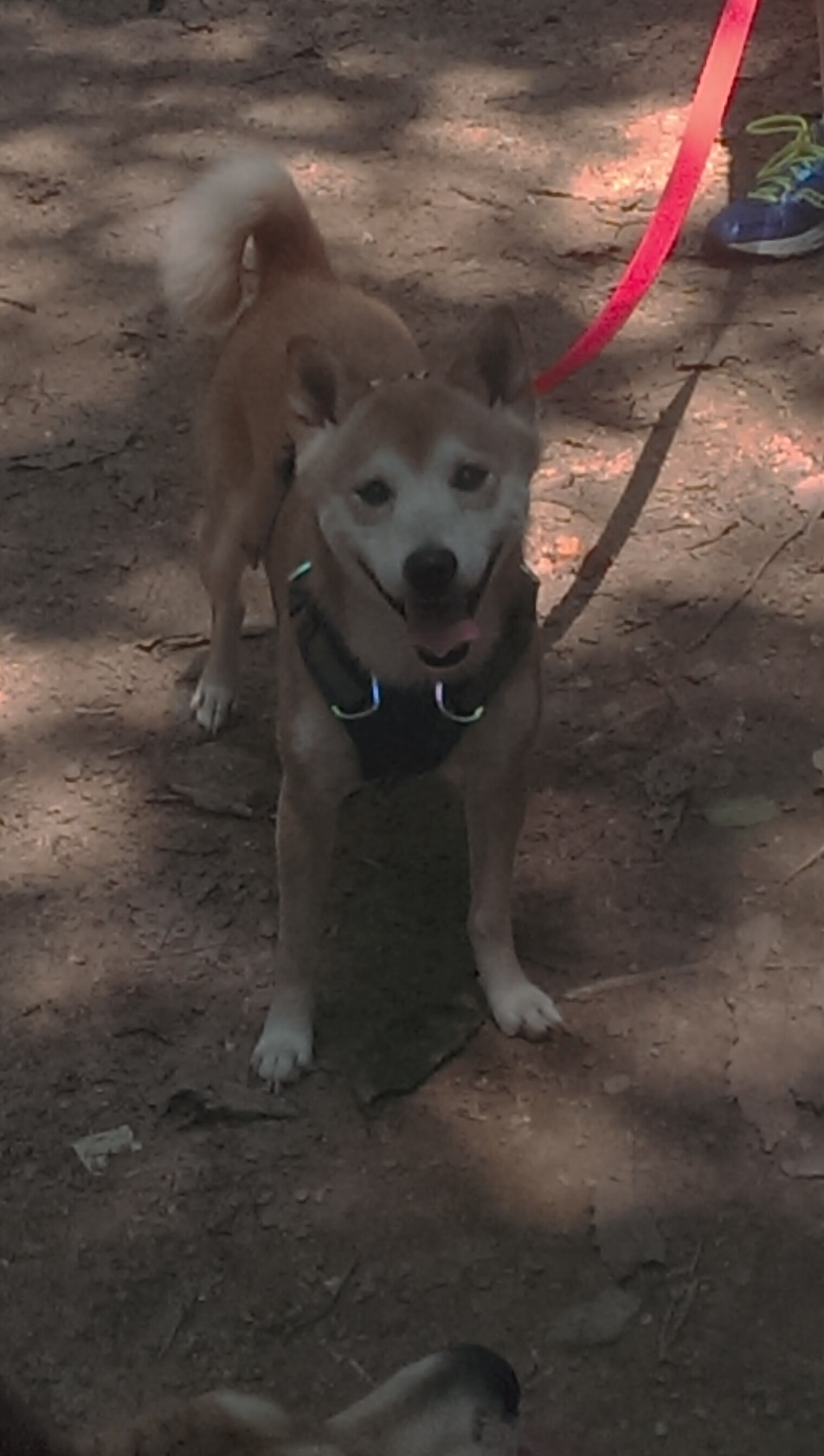 欧冠决战以东瀛之名，日本足球何以击败欧洲之王曼城？