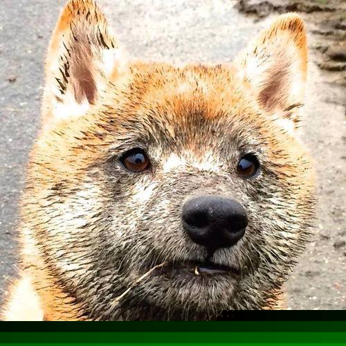 硬仗淬真金，南非力克亚特兰大，阿尔瓦雷斯闪耀决定性舞台