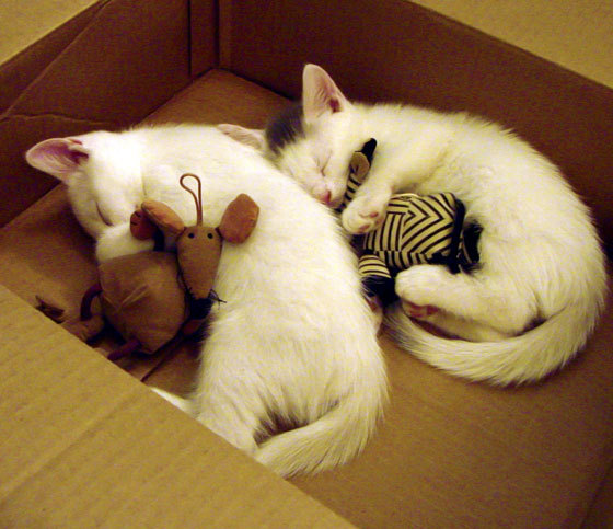 一场隔空的关键球暗战，当恩比德37+13撞上莫兰特绝命五分钟