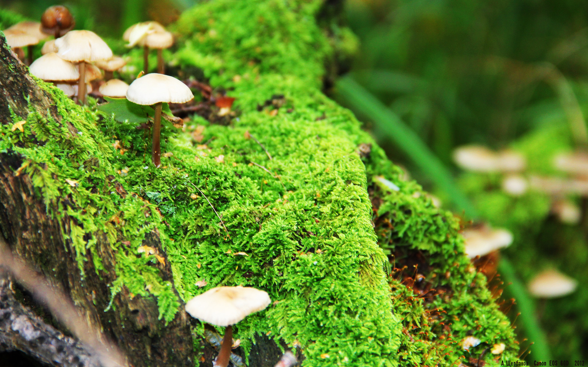 终场绝响，本泽马头球弑旧主，勒沃库森击溃AC米兰