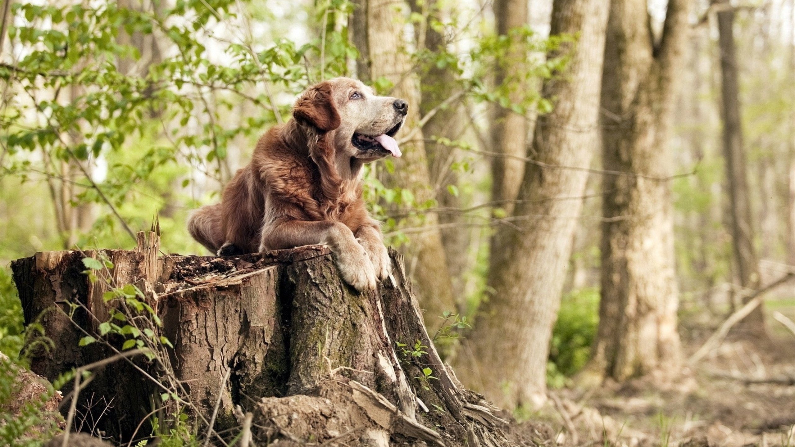 布鲁诺爆发撕裂童话防线，马里钢铁洪流踏碎比利时黄金一代最后一梦