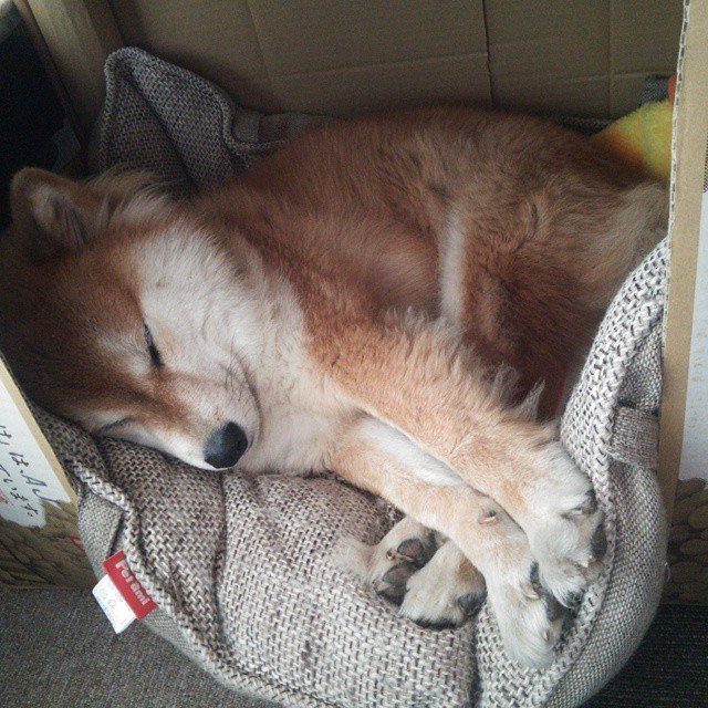 钢铁巨塔颠覆赛场！文班亚马一战封神，率队上演惊天逆转