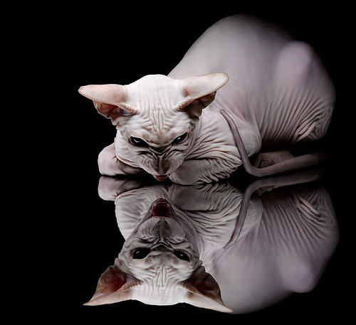 燃烧的夜，保罗·维斯塔潘，一个用实力刺破质疑的名字