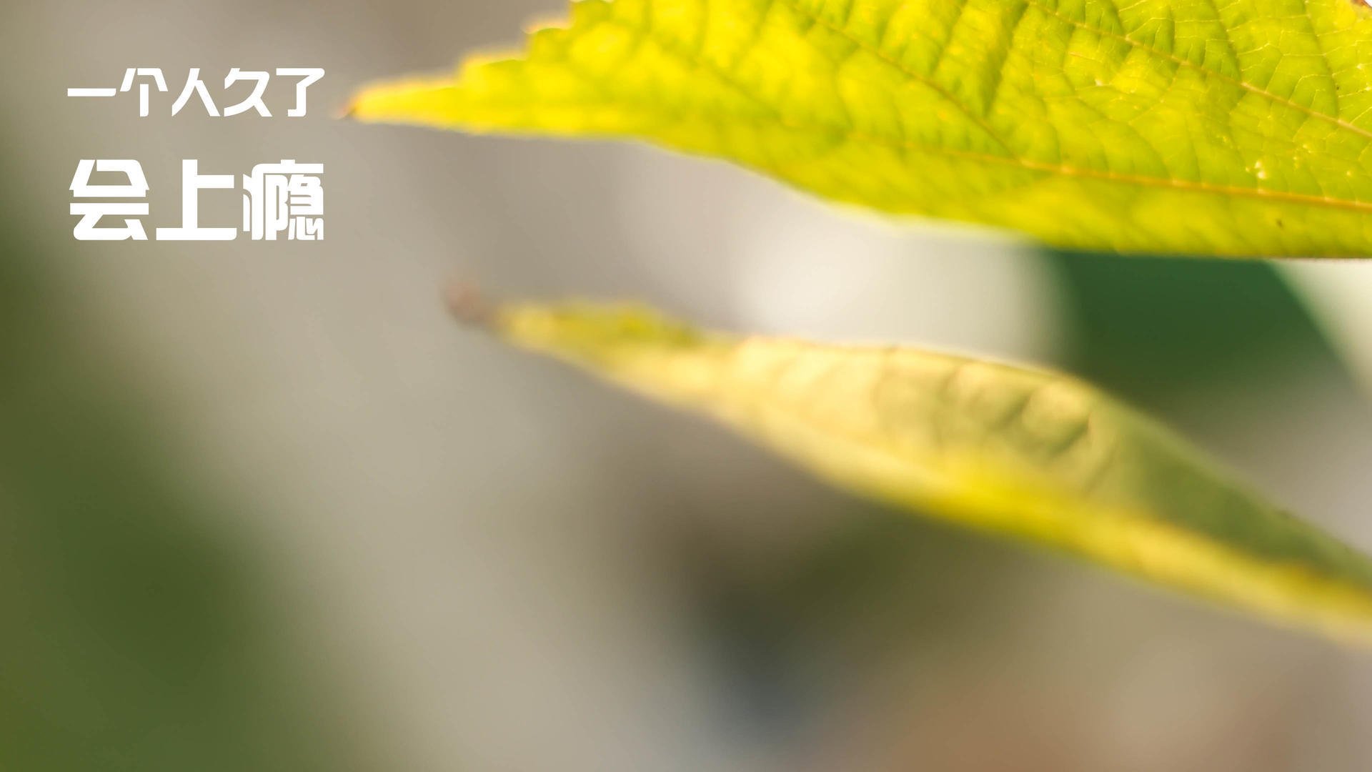 跨洋对决，独行侠力克辽宁，布伦森42分诠释巨星本色