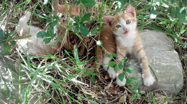鹈鹕空降CBA？莫兰特狂砍50分助阵，浙江队仍完成惊人带走