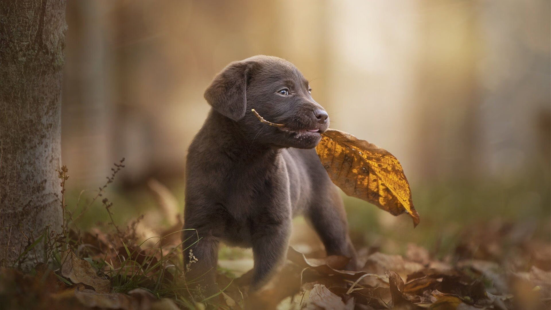 跨界巅峰对决！当NBA灰熊遭遇CBA广厦，杰伦格林王者碰撞演绎硬仗封神