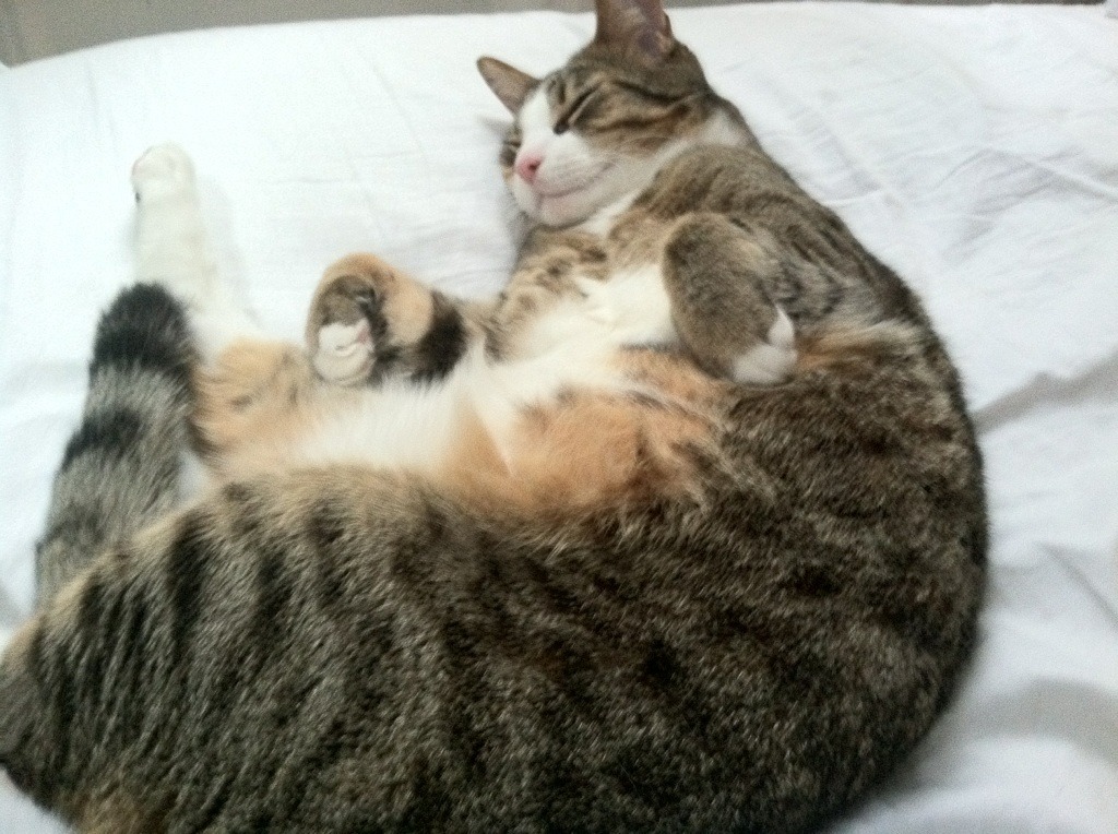 巴林赛道与美航中心，双线揭幕战的战略交响曲